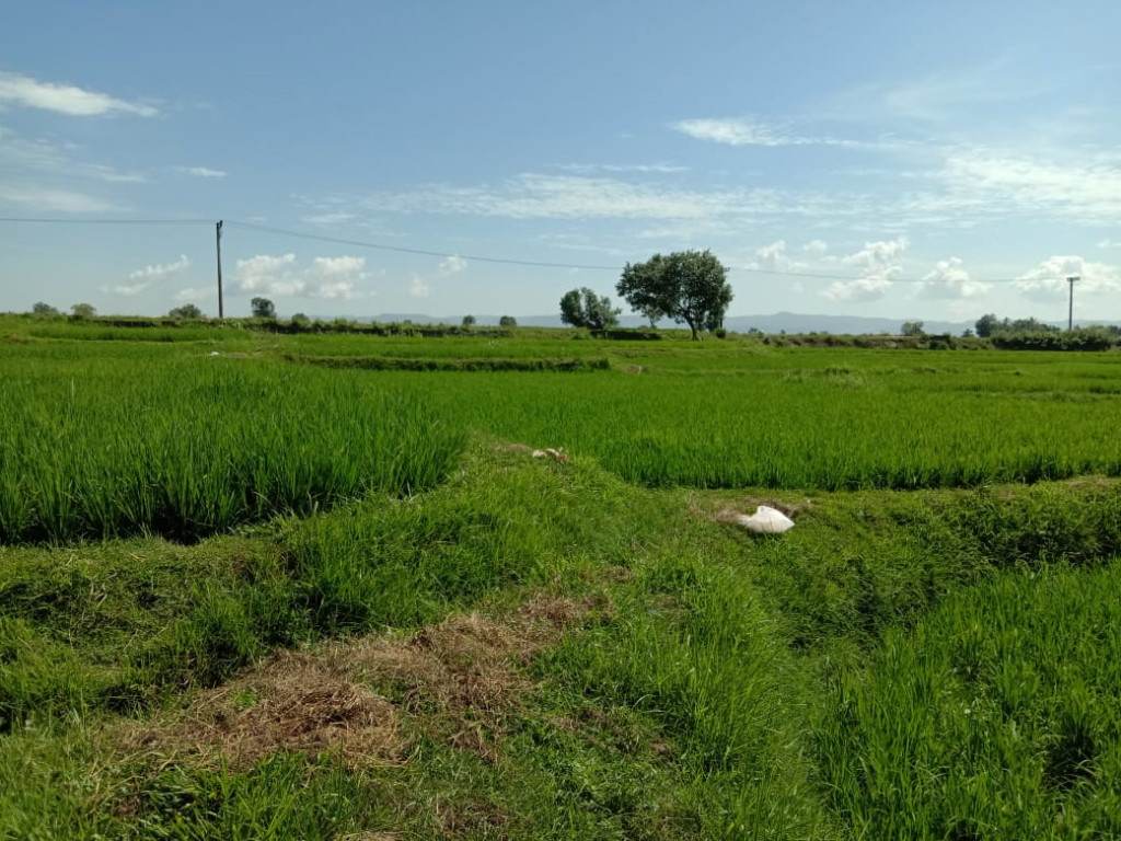 Destinasi wisata sawah 